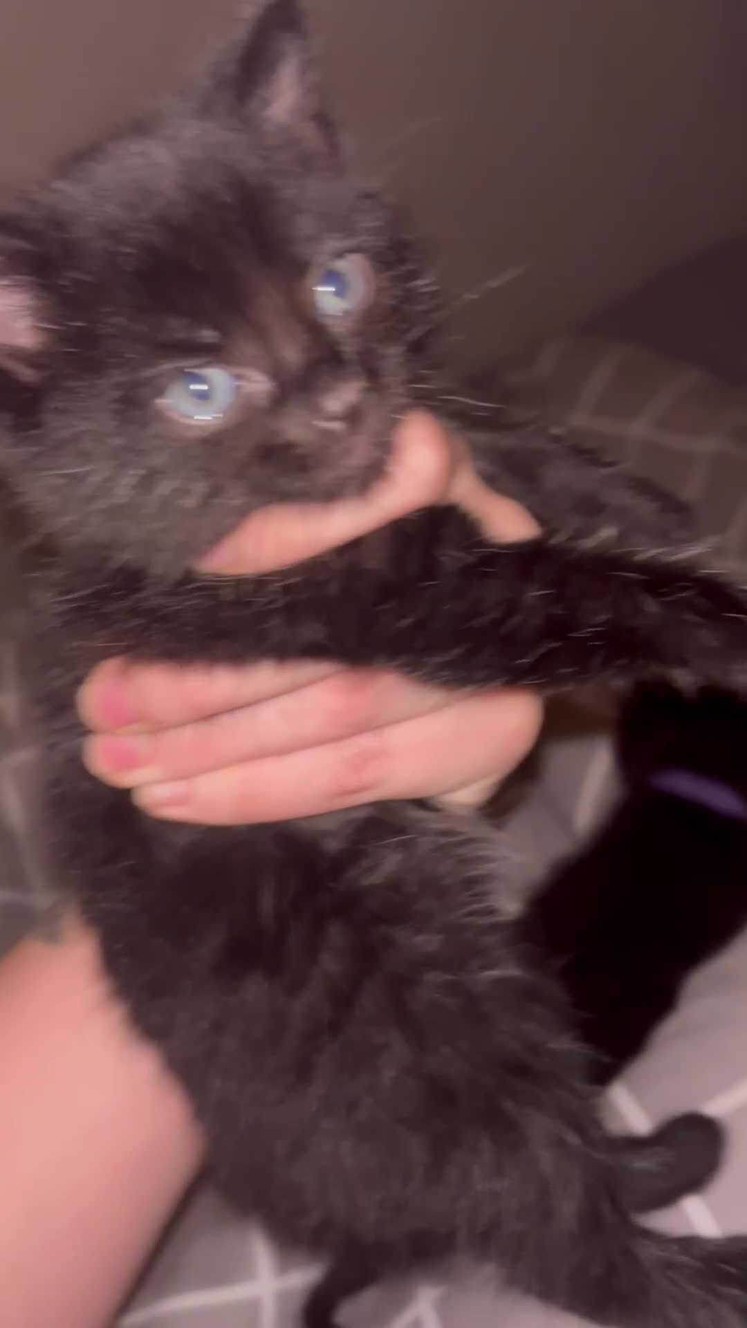 Ragamese cats for sale: RAMAMESE KITTENS  - Video 3