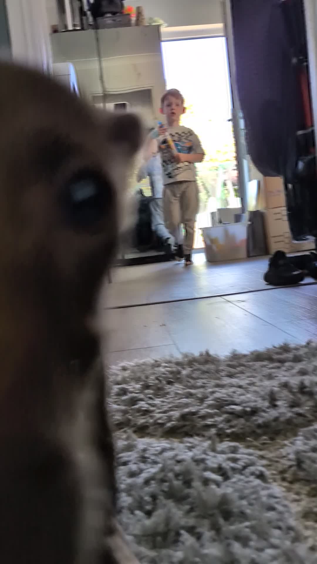 Dachshund dogs for sale: Dachshund puppy  in St. Neots - Video 1