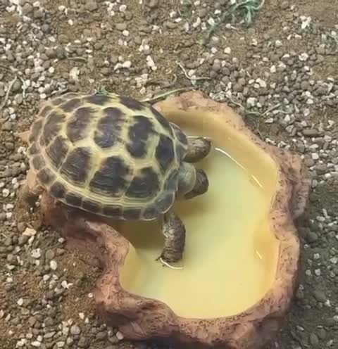 Tortoise reptiles for sale: Horsefield Tortoise - 3 Months Old  in Tipton - Video 1