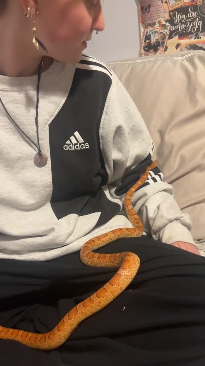 Corn Snake reptiles for sale: Friendly and Beautiful corn snake - Video 2