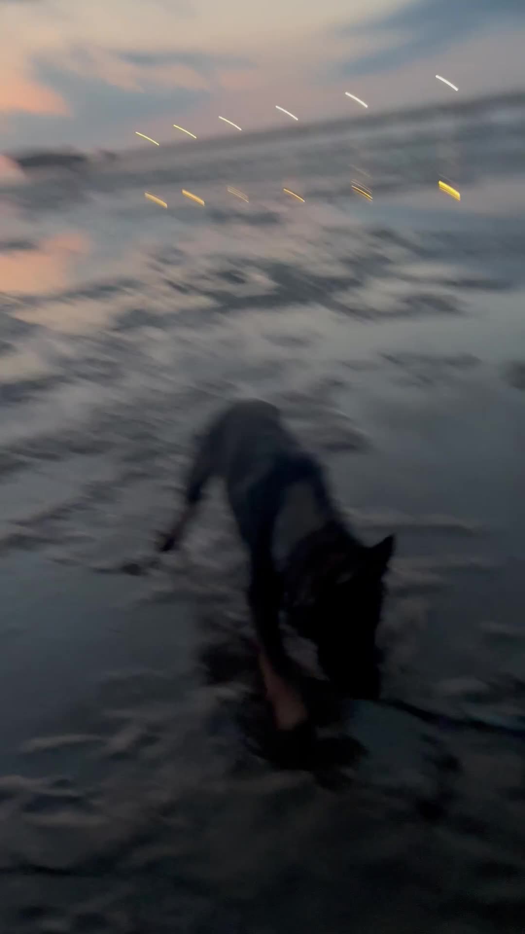German Shepherd dogs for sale: Scout - Video 2