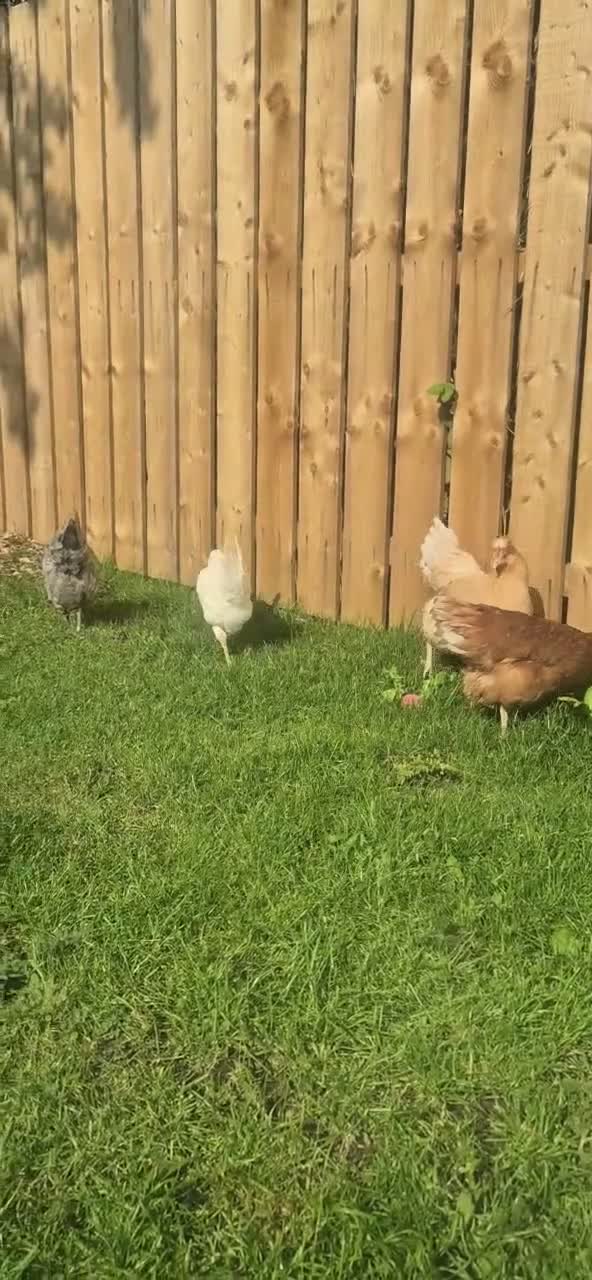 Chickens poultry for sale: Chickens for free  in Newcastle upon Tyne - Video 4