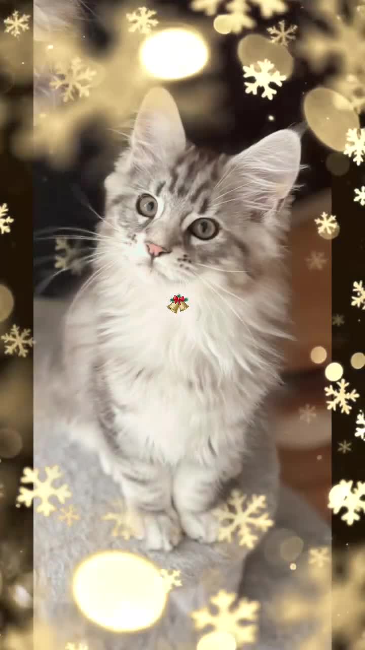 Maine Coon cats for sale: Ready to leave quality Maine coon kittens - Video 1