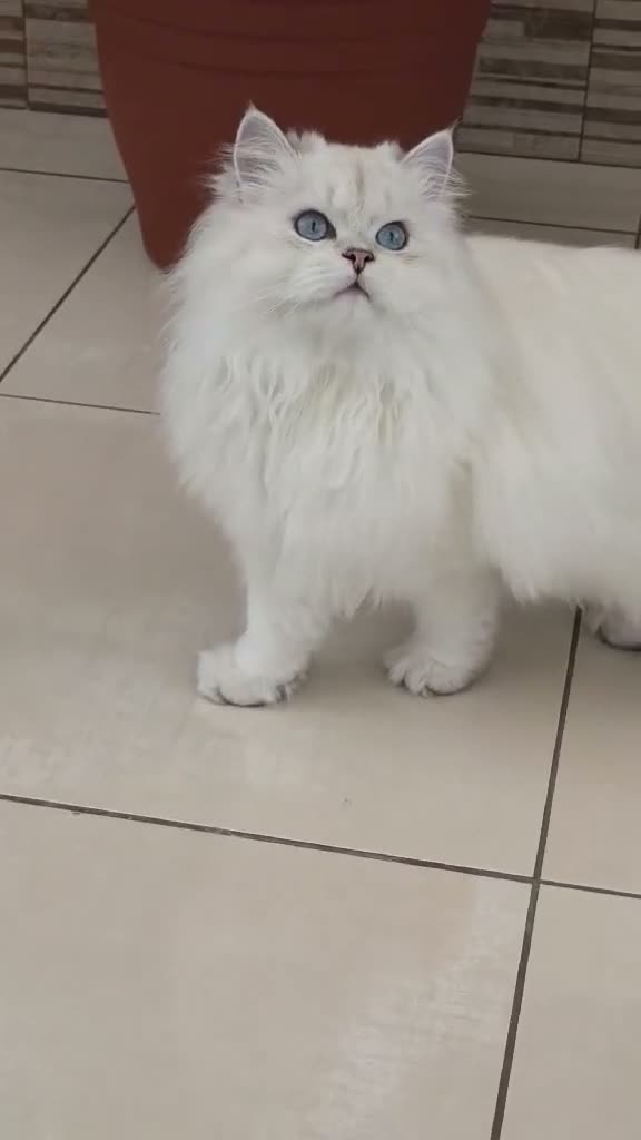 British Longhair cats for sale: Stunning British Longhair Kittens – Champion  - Video 5