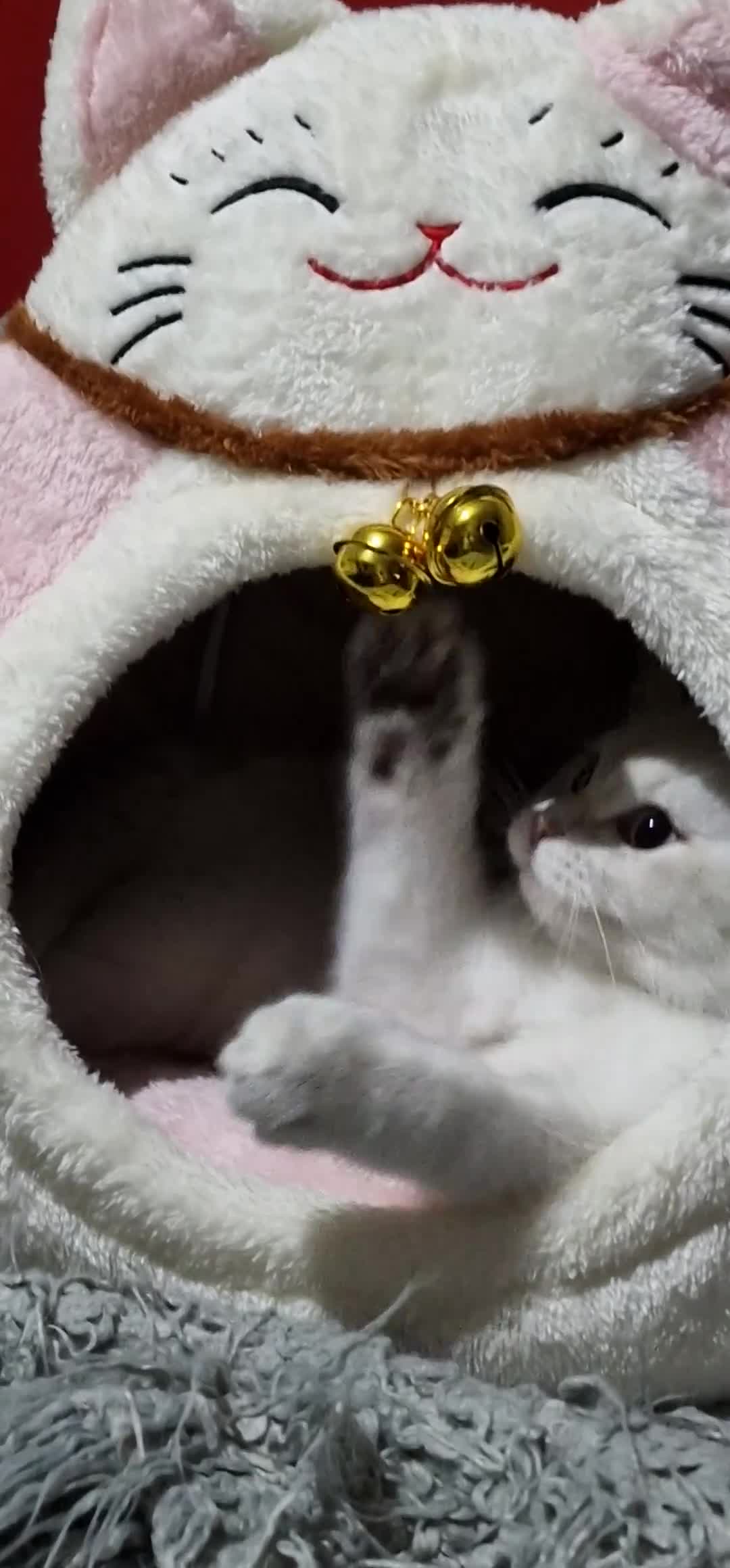 British Shorthair cats for sale: Pedigree British shorthair boy, Champion parents.  - Video 4