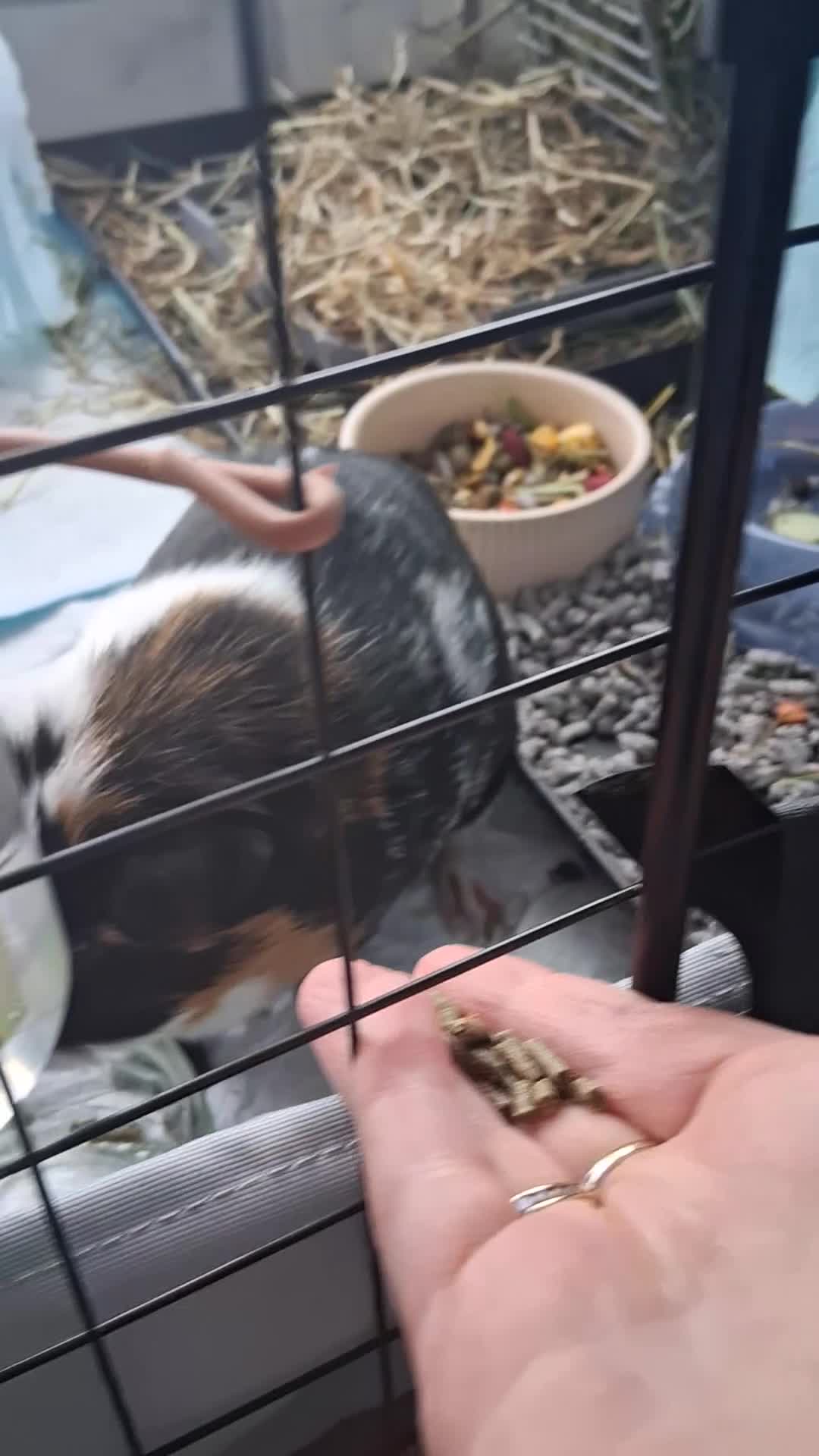 Guinea Pig rodents for sale: 2 Guinea pigs with cage  - Video 3