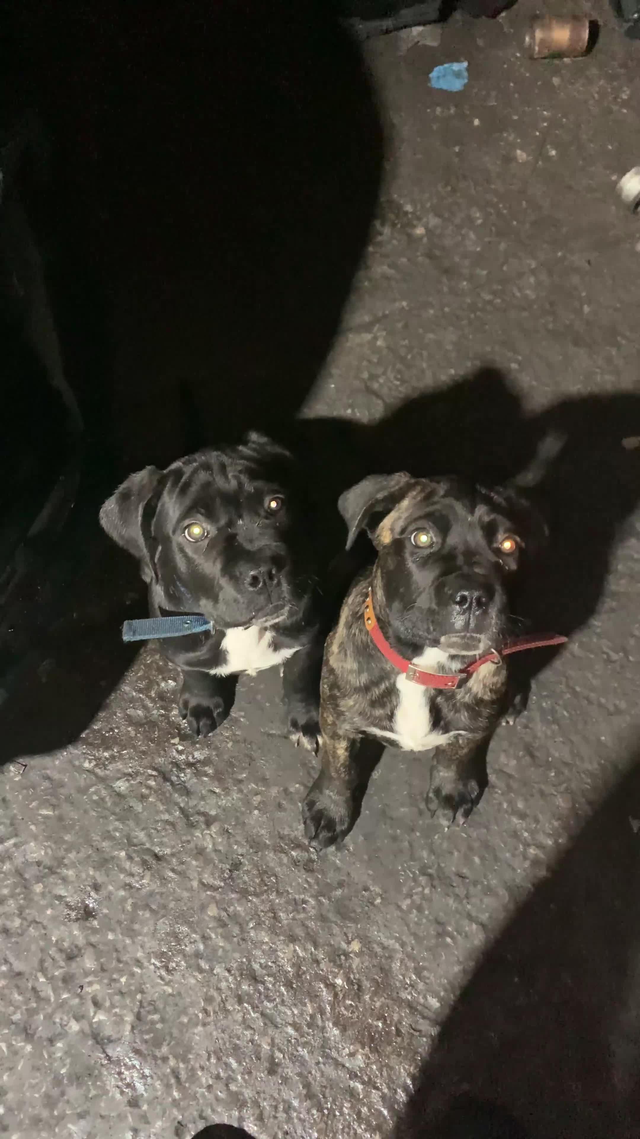 Cane Corso dogs for sale: 3 Beautiful cane corso Puppies for Sale - Video 2