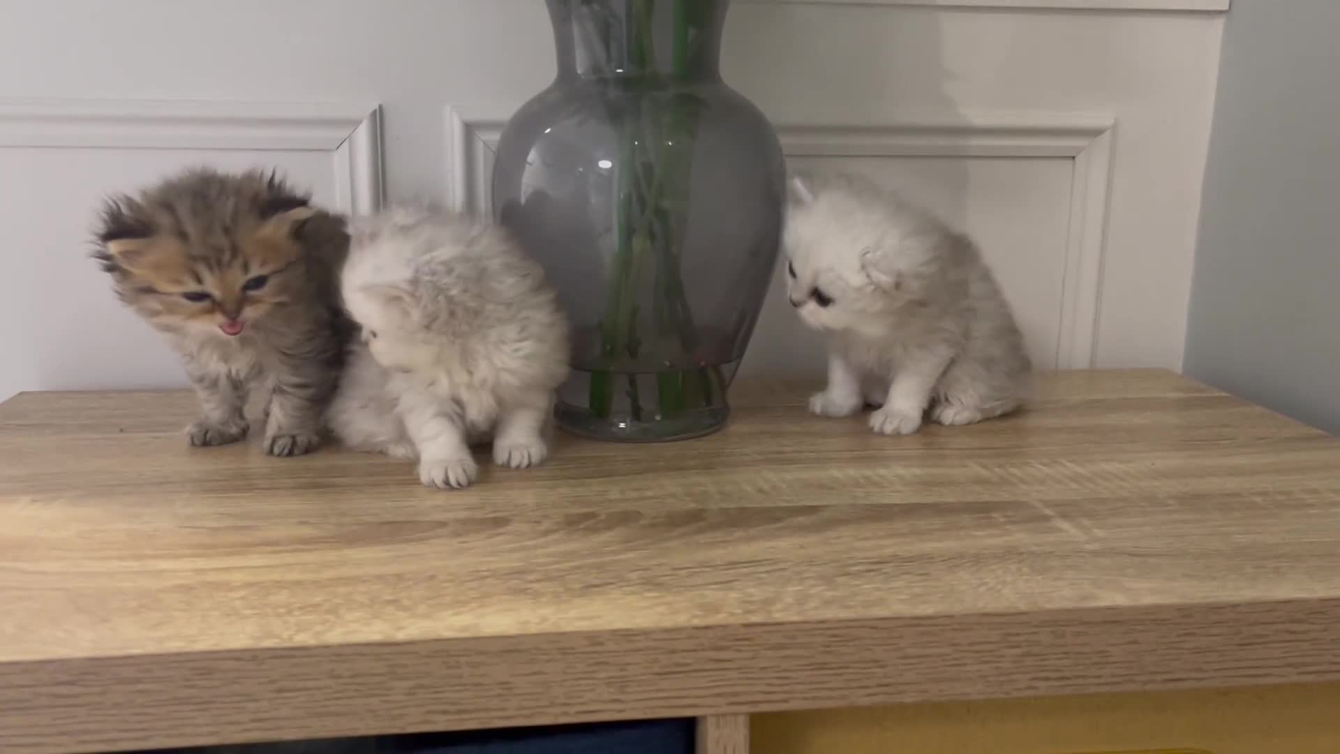Persian cats for sale: Silver chinchilla Persian kittens  - Video 1