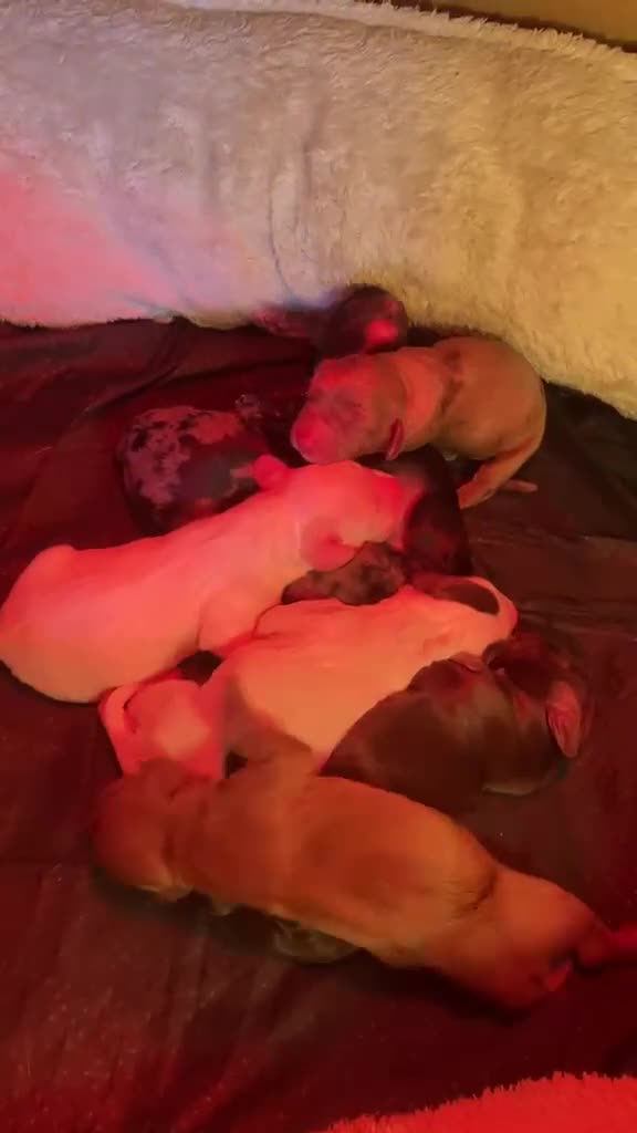 Cocker Spaniel dogs for sale: Beautiful & unique Cocker Spaniel litter  - Video 1