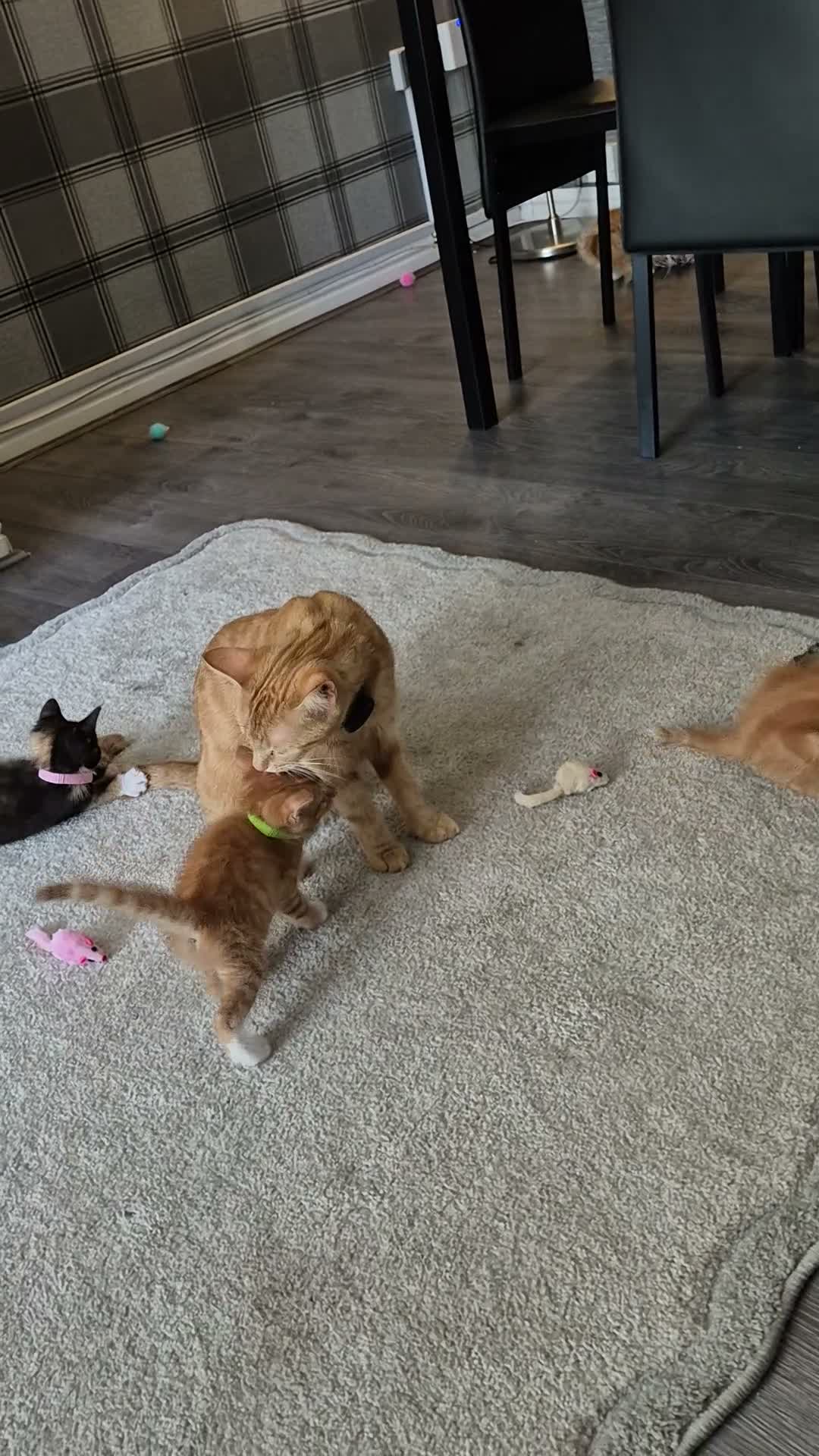 Mixed Breed cats for sale: Beatiful friendly kittens - Video 3