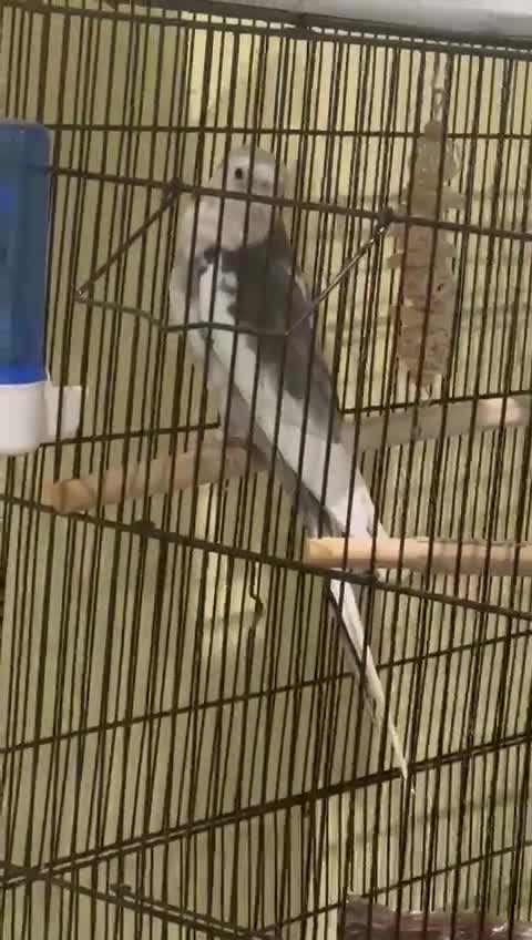 Cockatiels birds for sale: Talking hand tame cockatiel - Video 2