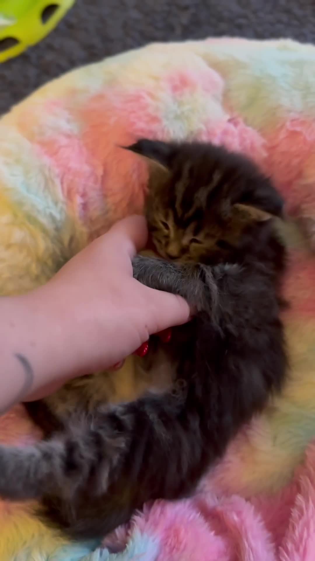 Maine Coon cats for sale: KING-SIZE MAINE COON CUBS HEALTH TESTED - Video 3