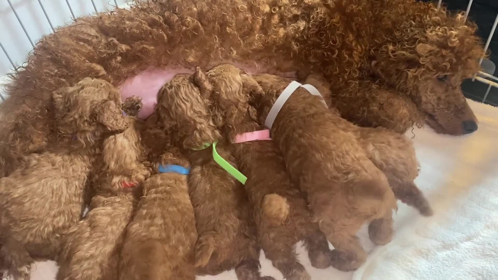 Miniature Poodle dogs for sale: Gorgeous Red Minature Poodles Puppies  - Video 1