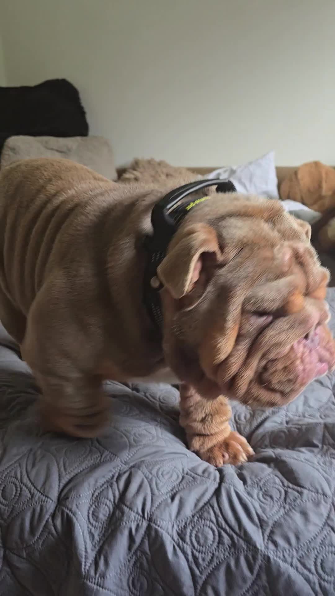 English Bulldog dogs for stud: Larry - Video 2