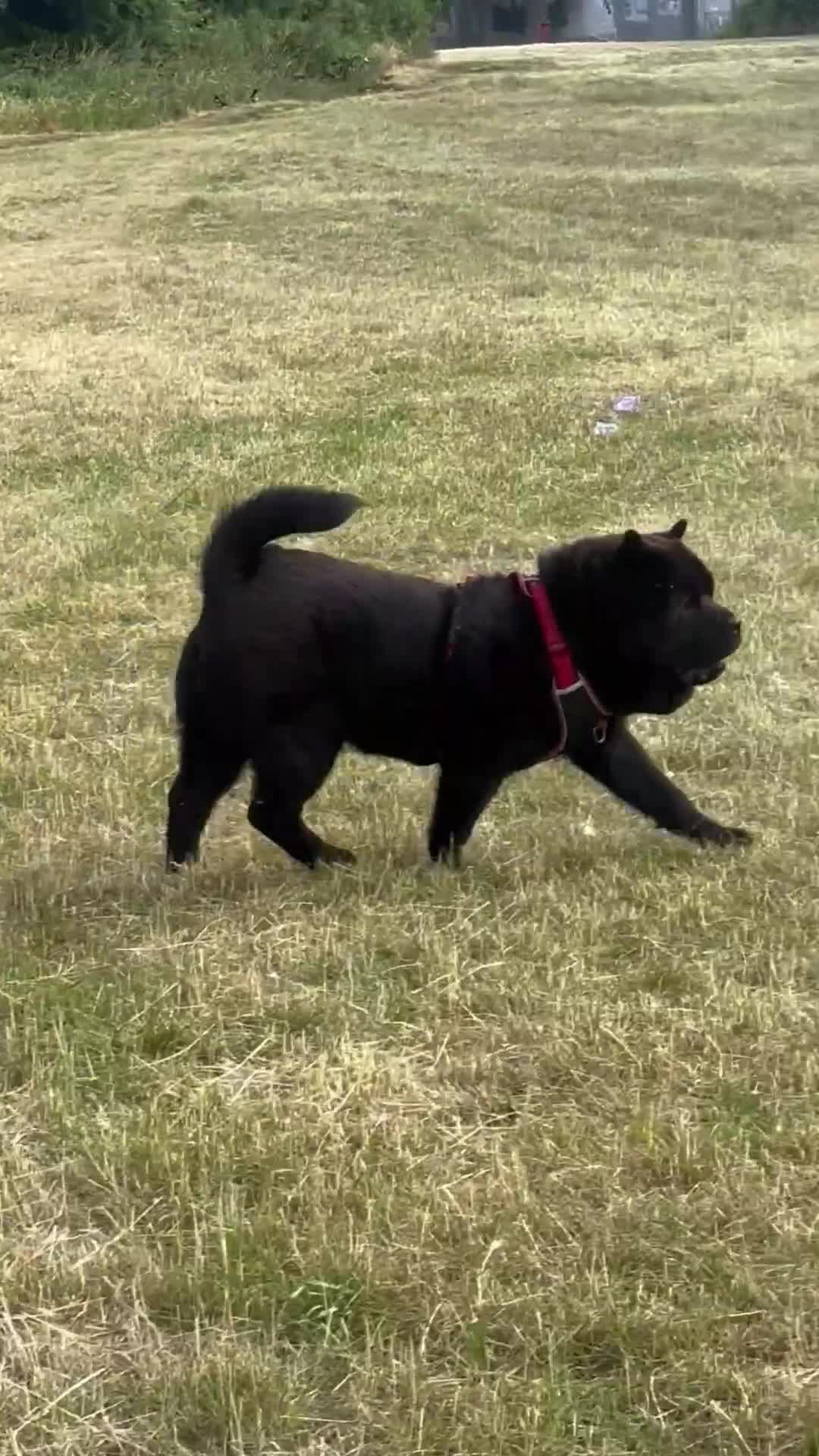 Chow Chow dogs for sale: 8 month old male smooth coat chow chow  - Video 2
