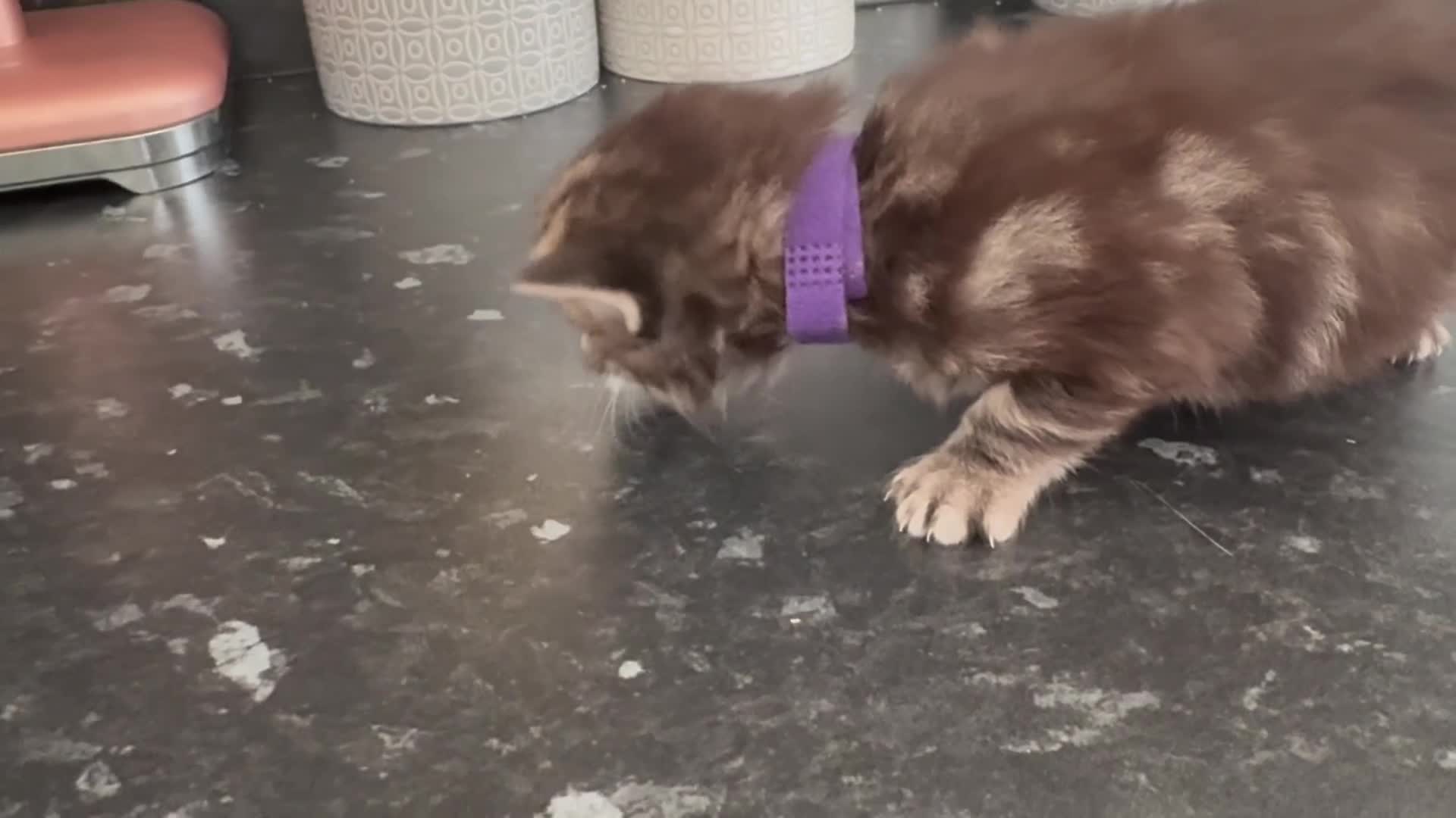 Ragdoll cats for sale: Ragdoll Cross Kittens  - Video 1