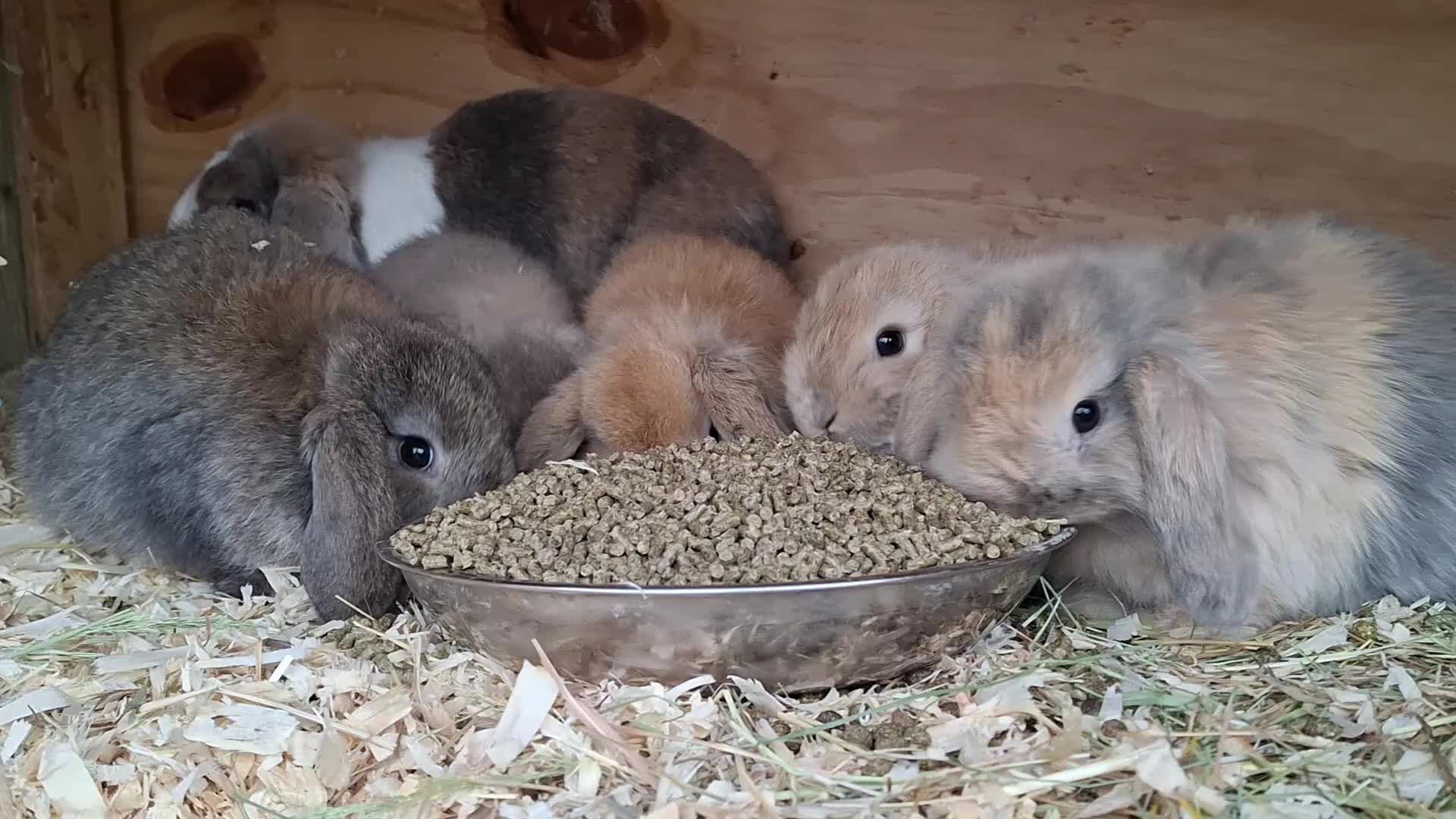 Mini Lop rabbits for sale: Stunning baby mini lops - Video 2