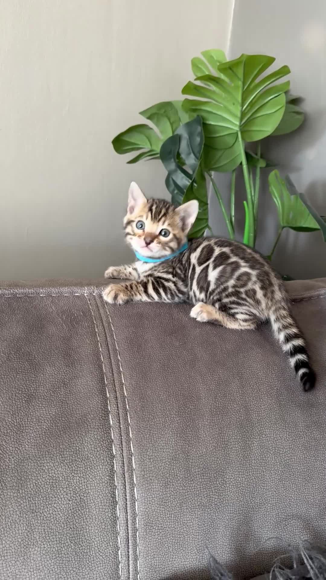 Bengal cats for sale: 1 left- Beautiful Pedigree Bengal kittens for sale - Video 3