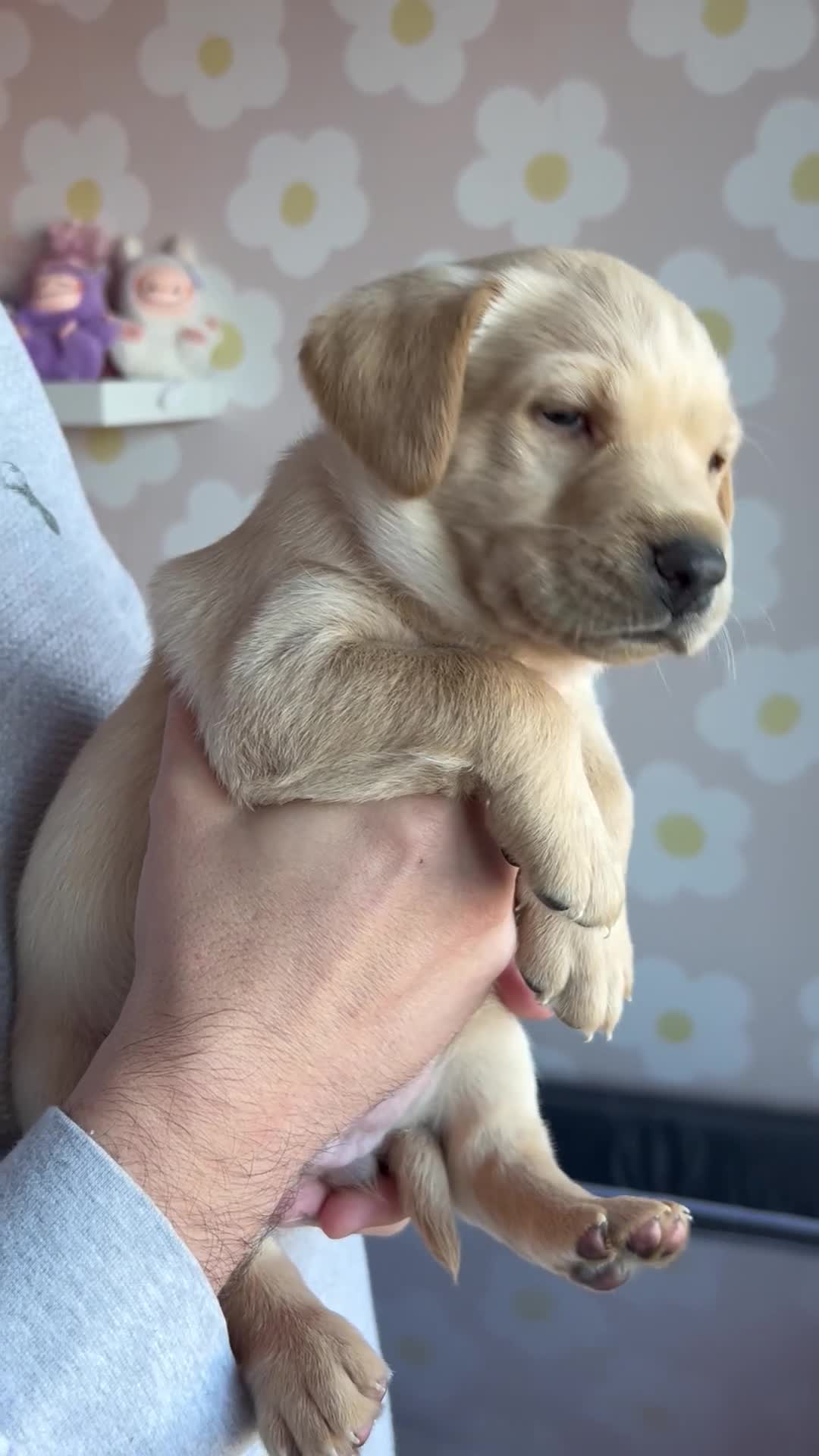 Labrador Retriever dogs for sale: 8 Beautiful Golden Labrador Puppies  - Video 4