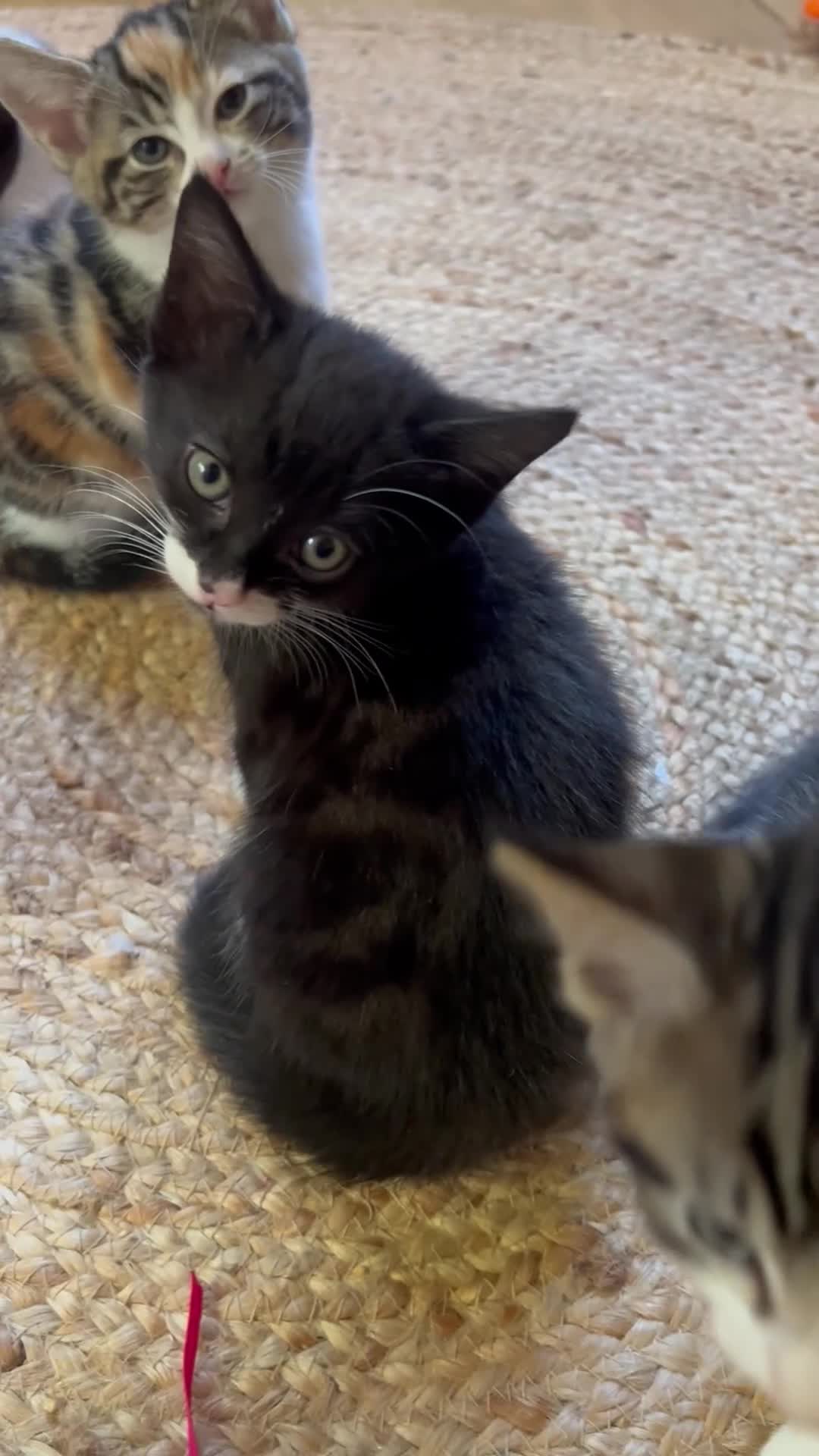 Mixed Breed cats for sale: Kittens has been finished their nursery  - Video 1