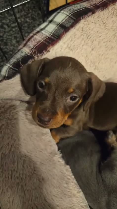 Miniature Dachshund dogs for sale: Miniature Dashhound for sale 3 male / 1 female - Video 2