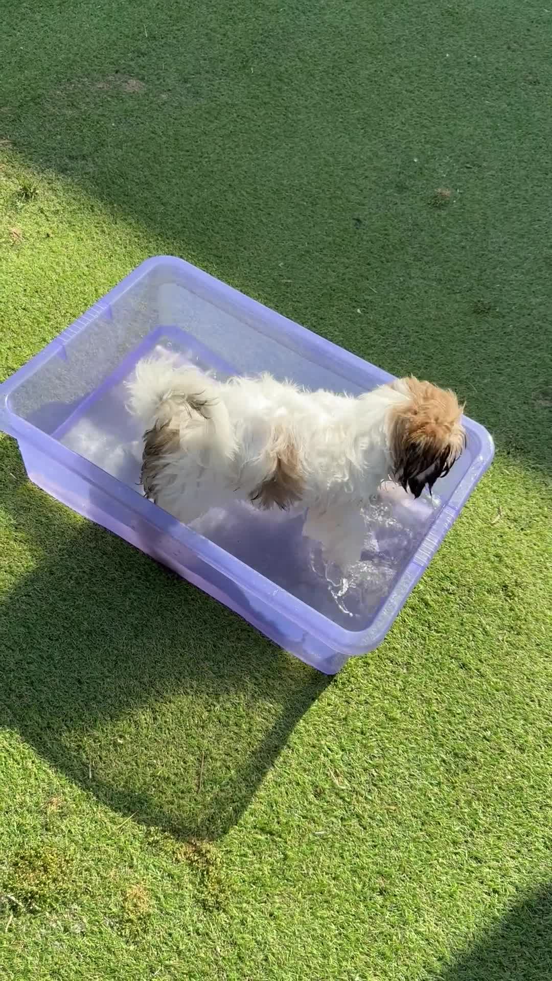 Mixed Breed dogs for sale: Female Shi Tzu x Bichon - Video 1