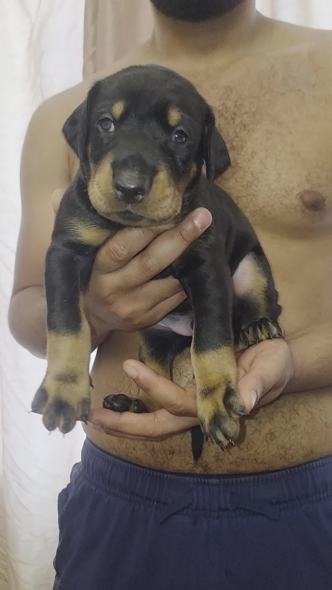 Dobermann dogs for sale: Pedigree Chunky Doberman Puppies - Video 5