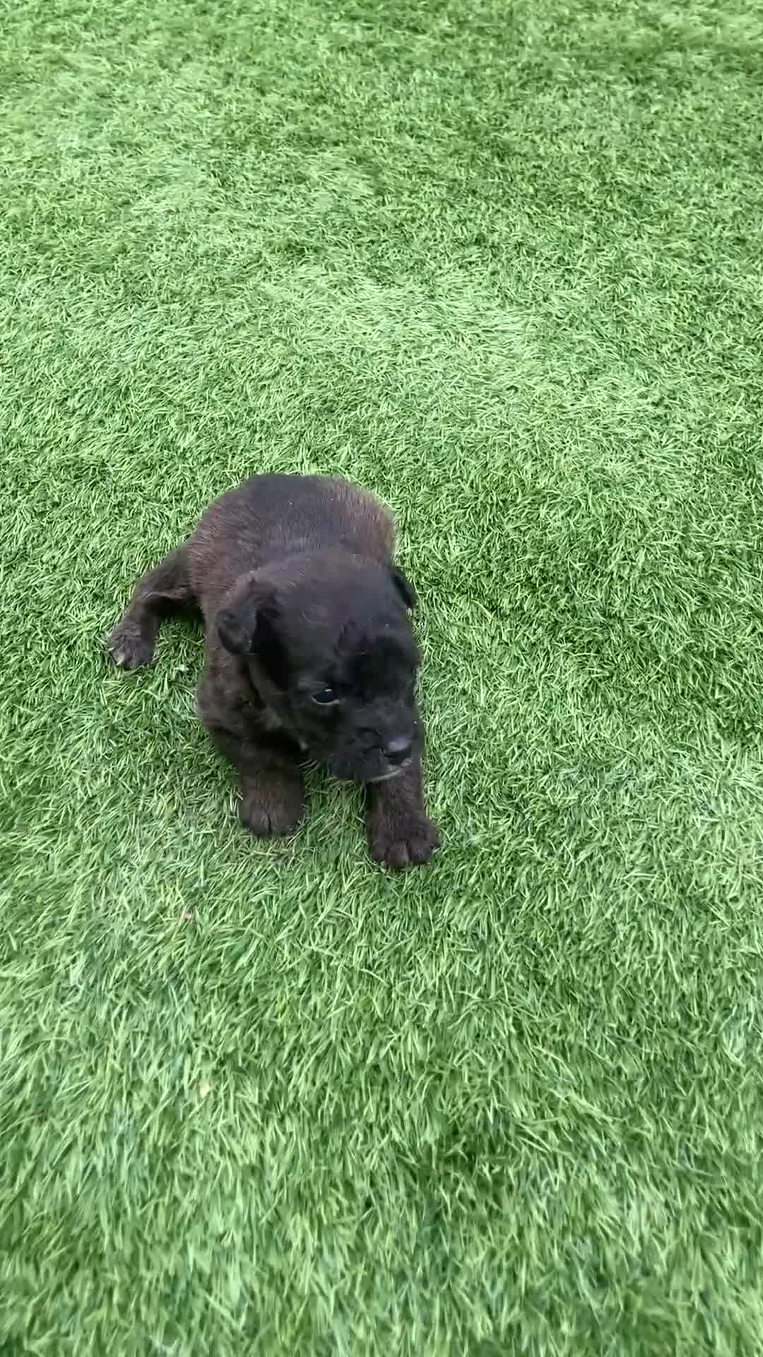 Jack Russell dogs for sale: Beautiful Jack Russell puppies  - Video 2