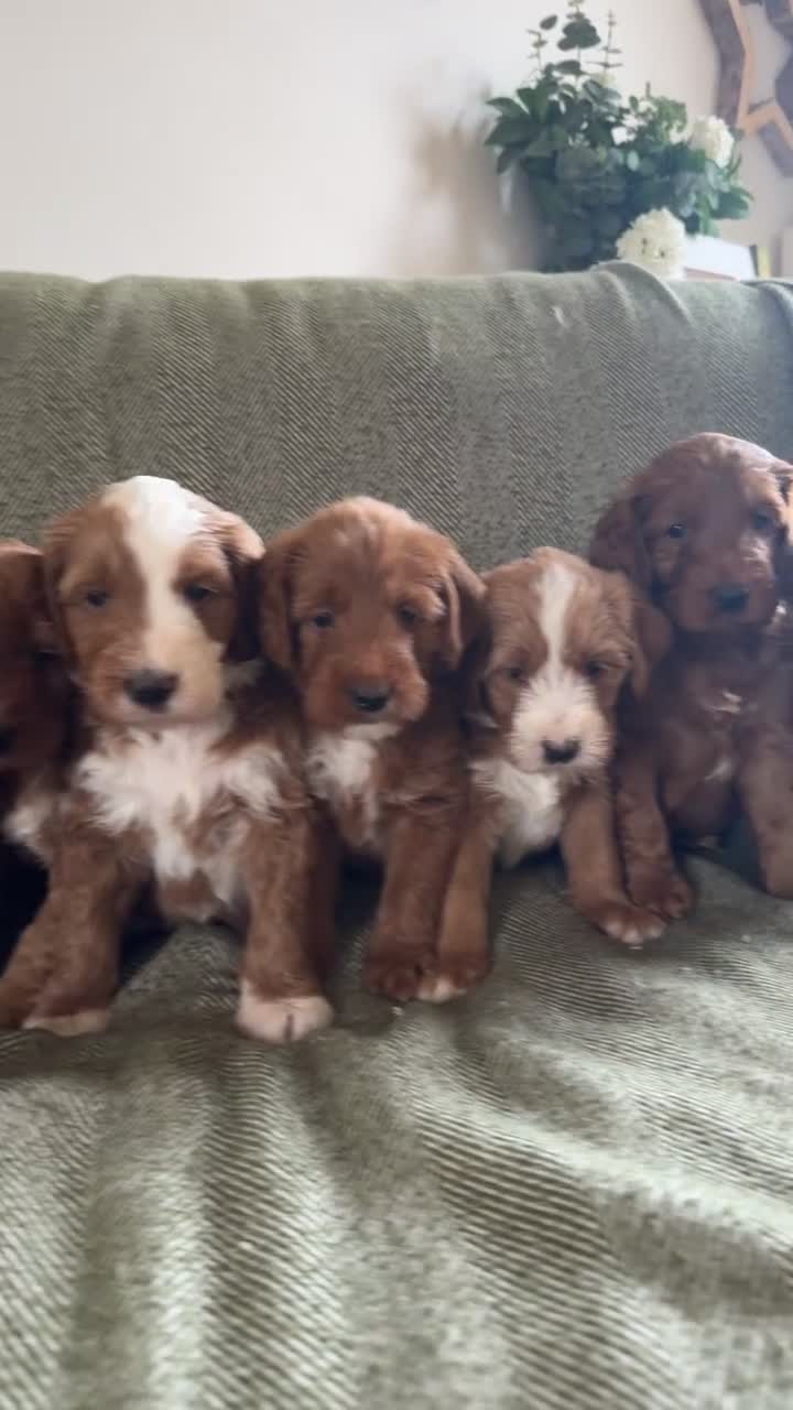 Australian Labradoodle dogs for sale: Gorgeous Tuxedo Marking Australian Labradoodles - Video 1