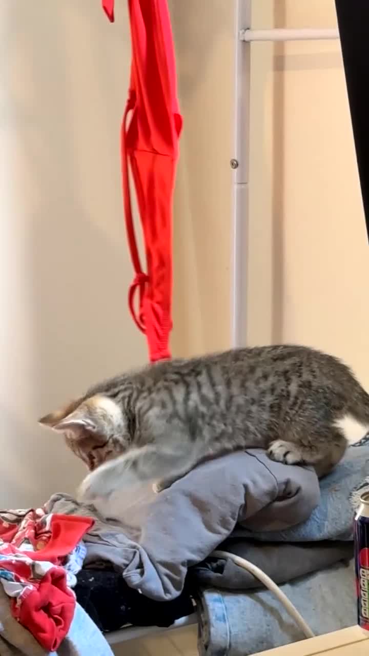 Bengal cats for sale: 2 kittens for sale  - Video 1