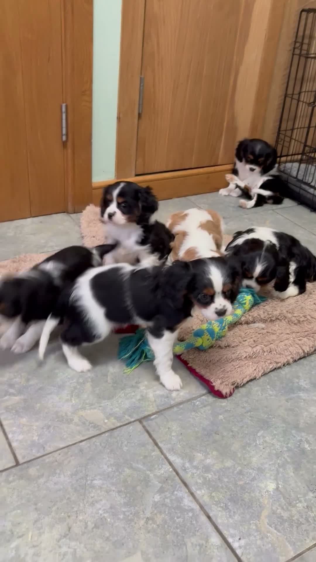 Cavalier King Charles Spaniel dogs for sale: KC Reg cavalier King Charles  - Video 2