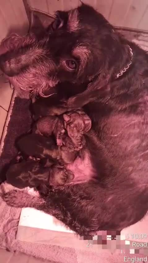 Dachshund dogs for sale: Standard Wirehaired Dachshund/Teckel Puppies in Grays - Video 2