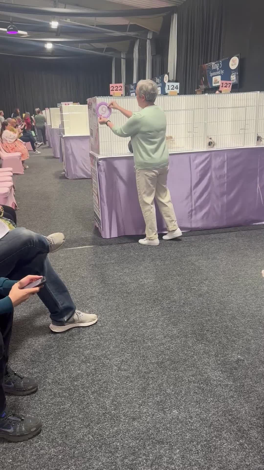 Cornish Rex cats for sale: Champion Cornish Rex girls in Stamford - Video 1
