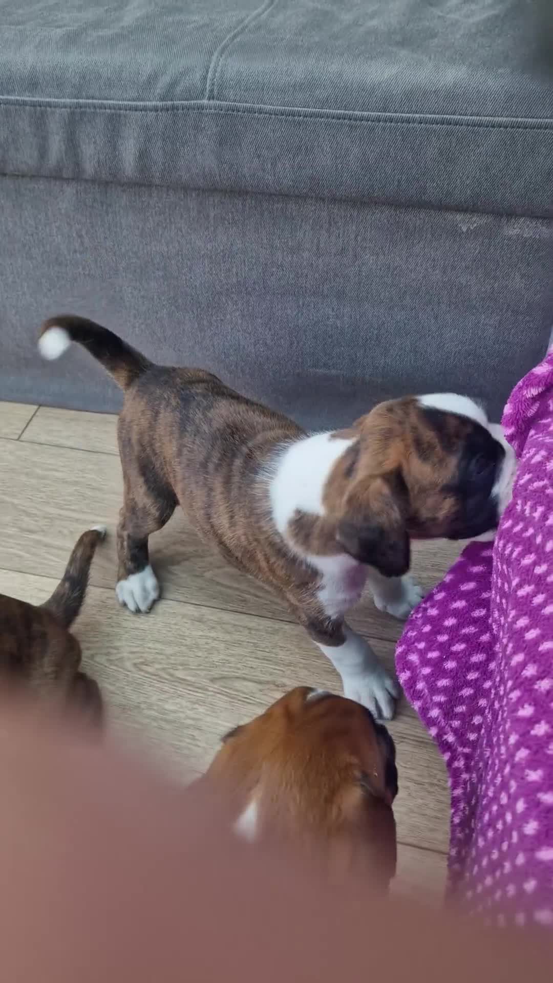 Boxer dogs for sale: Boxer puppies - Video 1