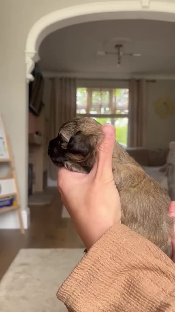 Mixed Breed dogs for sale: Stunning Chihuahua X puppies.  - Video 3