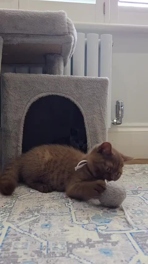 British Shorthair cats for sale: British Shorthair Kitten ✨ chocolate Cinnamon Girl - Video 1