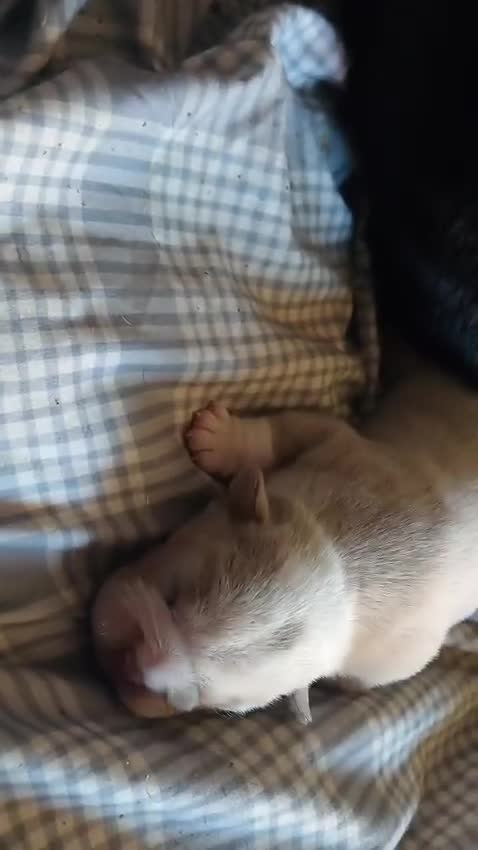 Mixed Breed dogs for sale: Beautiful merle bulldog puppies  in Bourne - Video 1