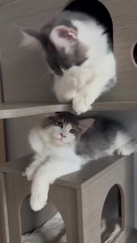 Maine Coon cats for sale: Maine coon kittens - Video 3