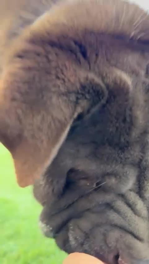 Shar Pei dogs for adoption: Teddy, sharpei cross, is searching for his family  in Spilsby - Video 4