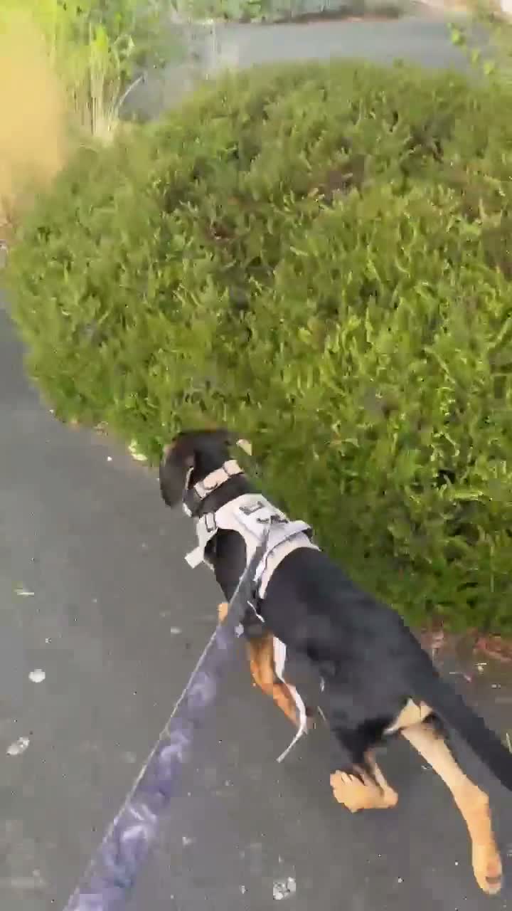 Mixed Breed dogs for adoption: KOOPER ADORABLE 4.5 MONTH OLD PUPPY in Stone - Video 1