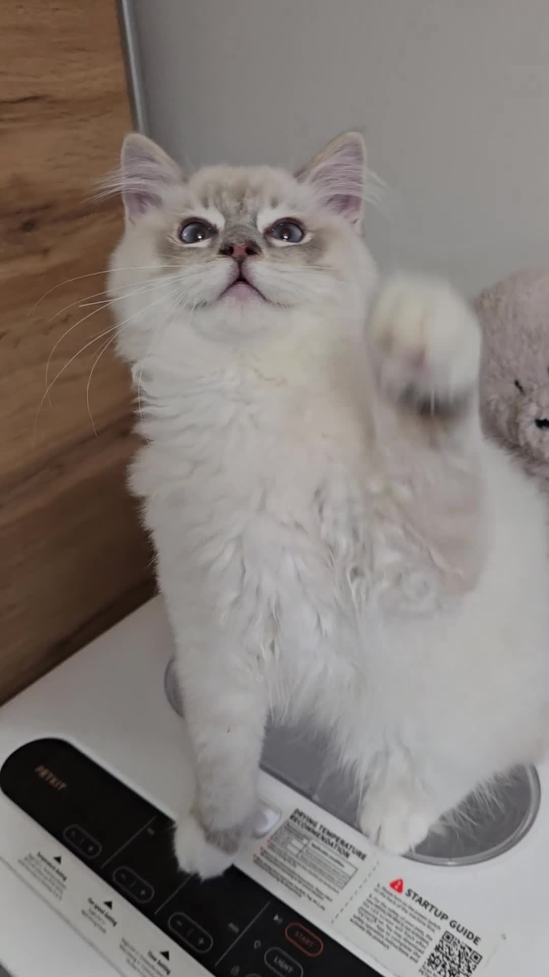 Ragdoll cats for sale: Stunning Ragdoll kittens .TICA registered  - Video 2