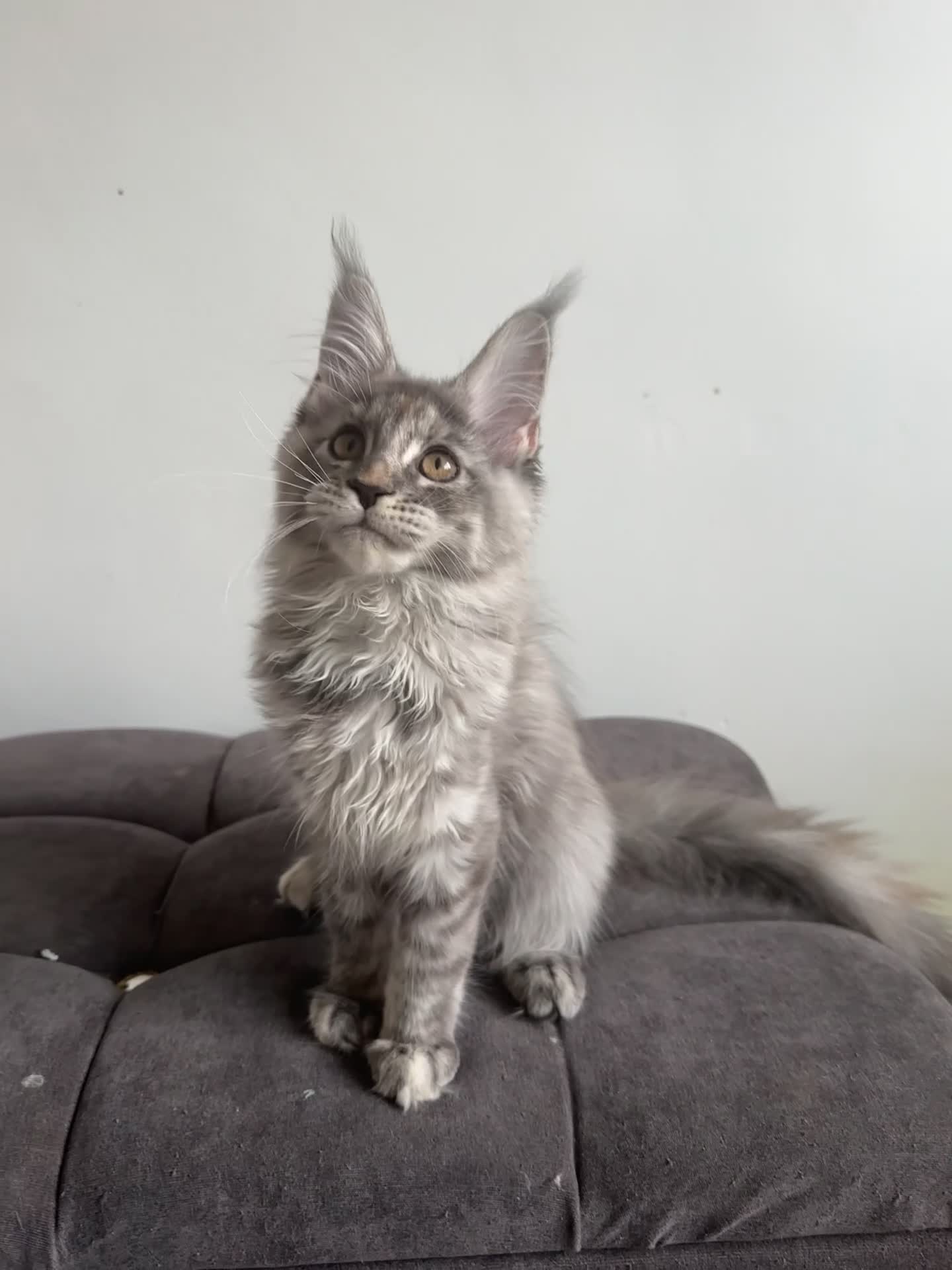 Maine Coon cats for sale: Tica registered Maine Coon kittens - Video 1