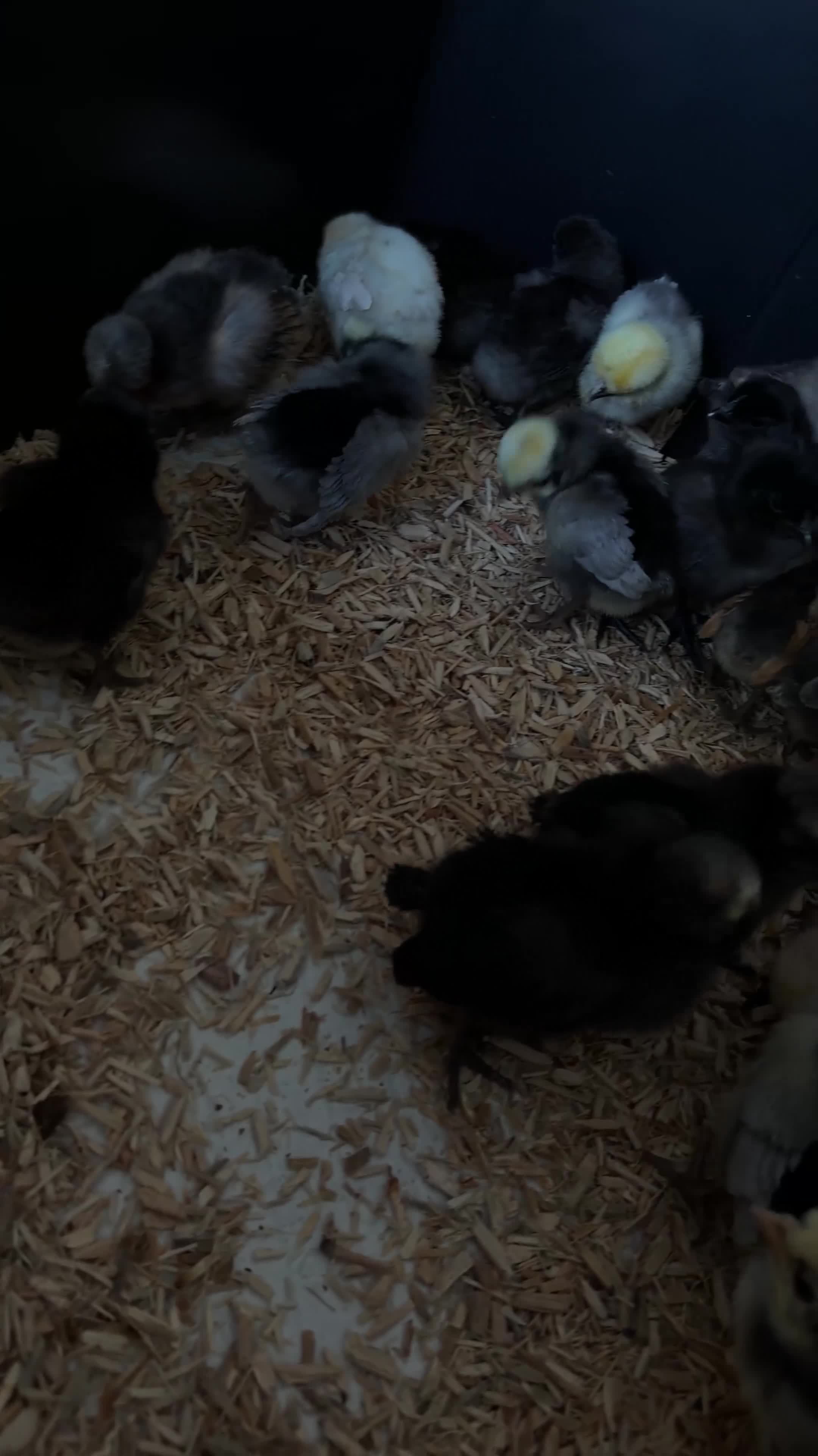 Chickens poultry for sale: Polish chicks  - Video 1