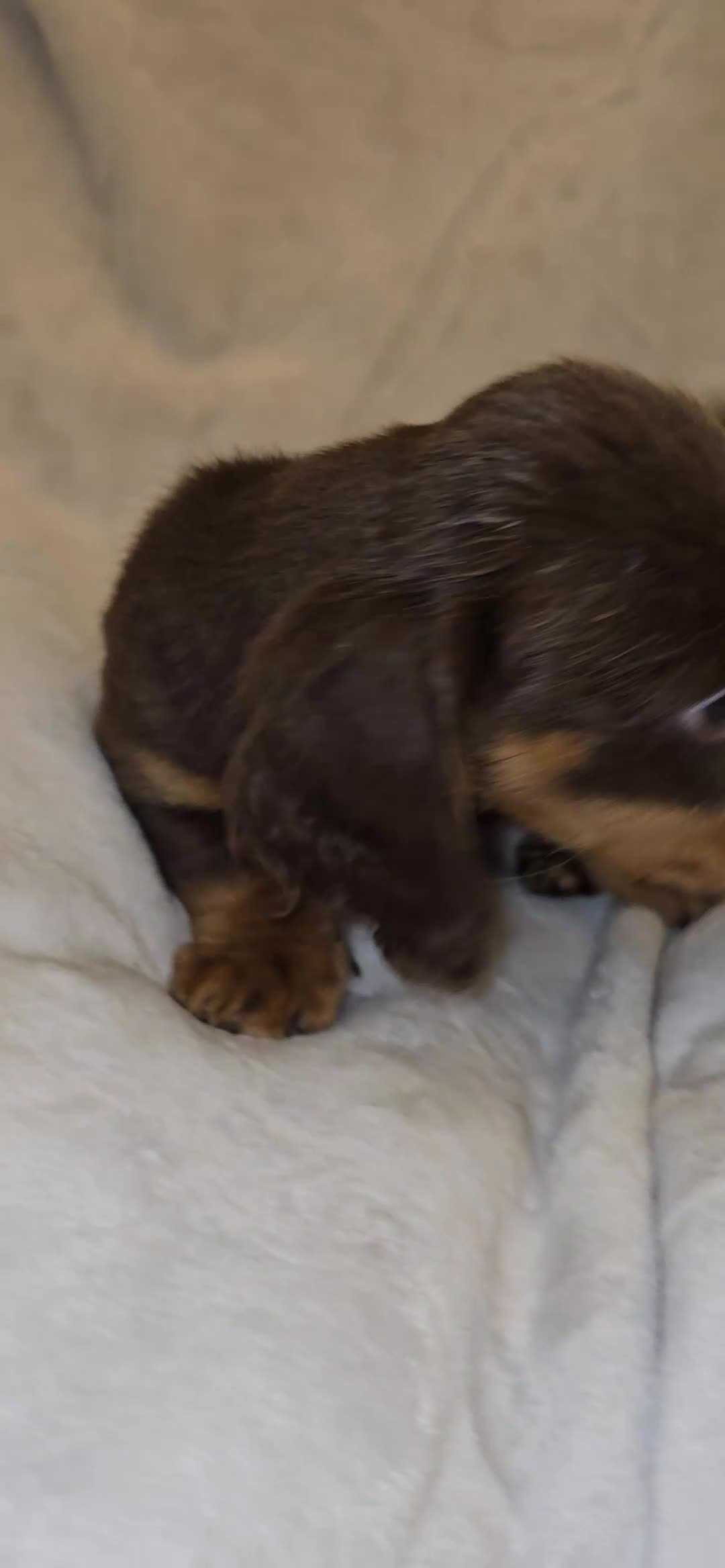 Miniature Dachshund dogs for sale: Miniature Dashound 5 STAR QUALITY LONGHAIR & SHORT - Video 3