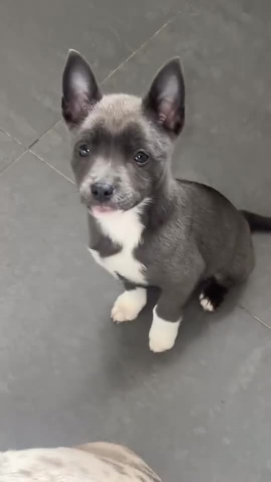 Mixed Breed dogs for sale: Pomeranian X American Pocket Bully - Video 1