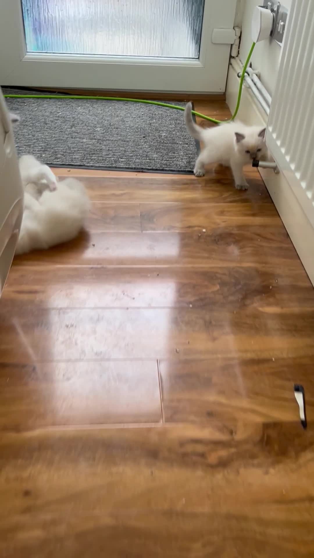 Ragdoll cats for sale: Beautiful pure ragdoll kittens  - Video 1
