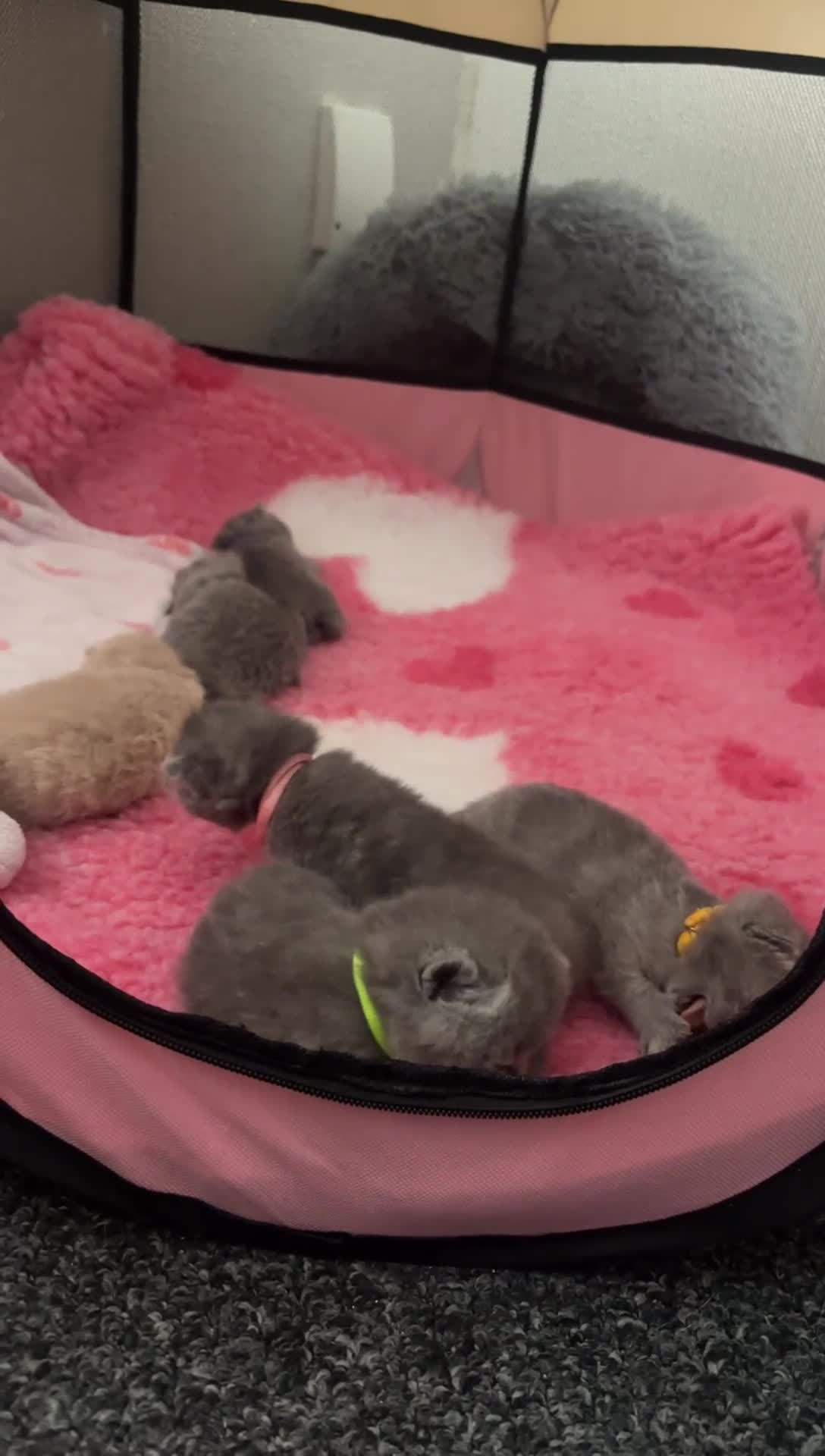 British Shorthair cats for sale: Britishshorthair kittens  - Video 2