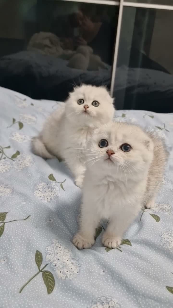 Scottish Fold cats for sale: Last kittens, girl & boy looking for their homes  - Video 1