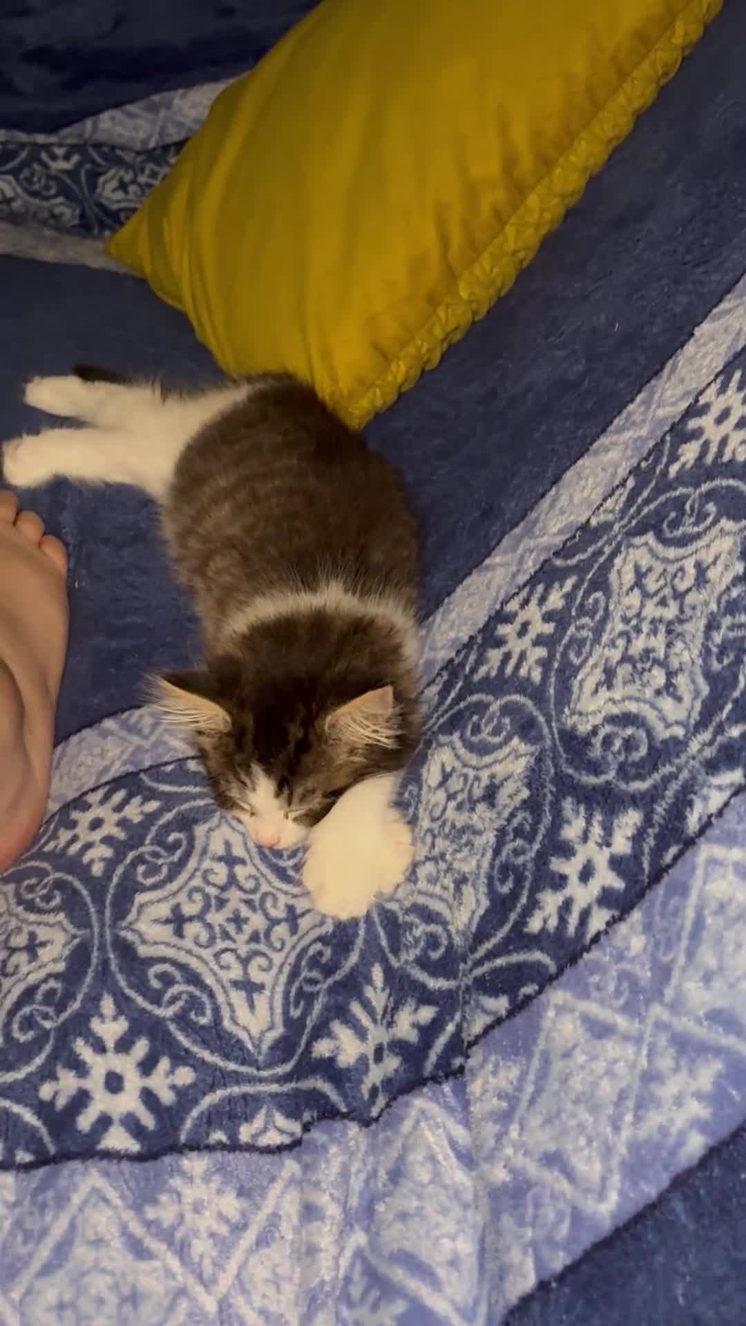 Mixed Breed cats for sale: Last kitten available  - Video 1
