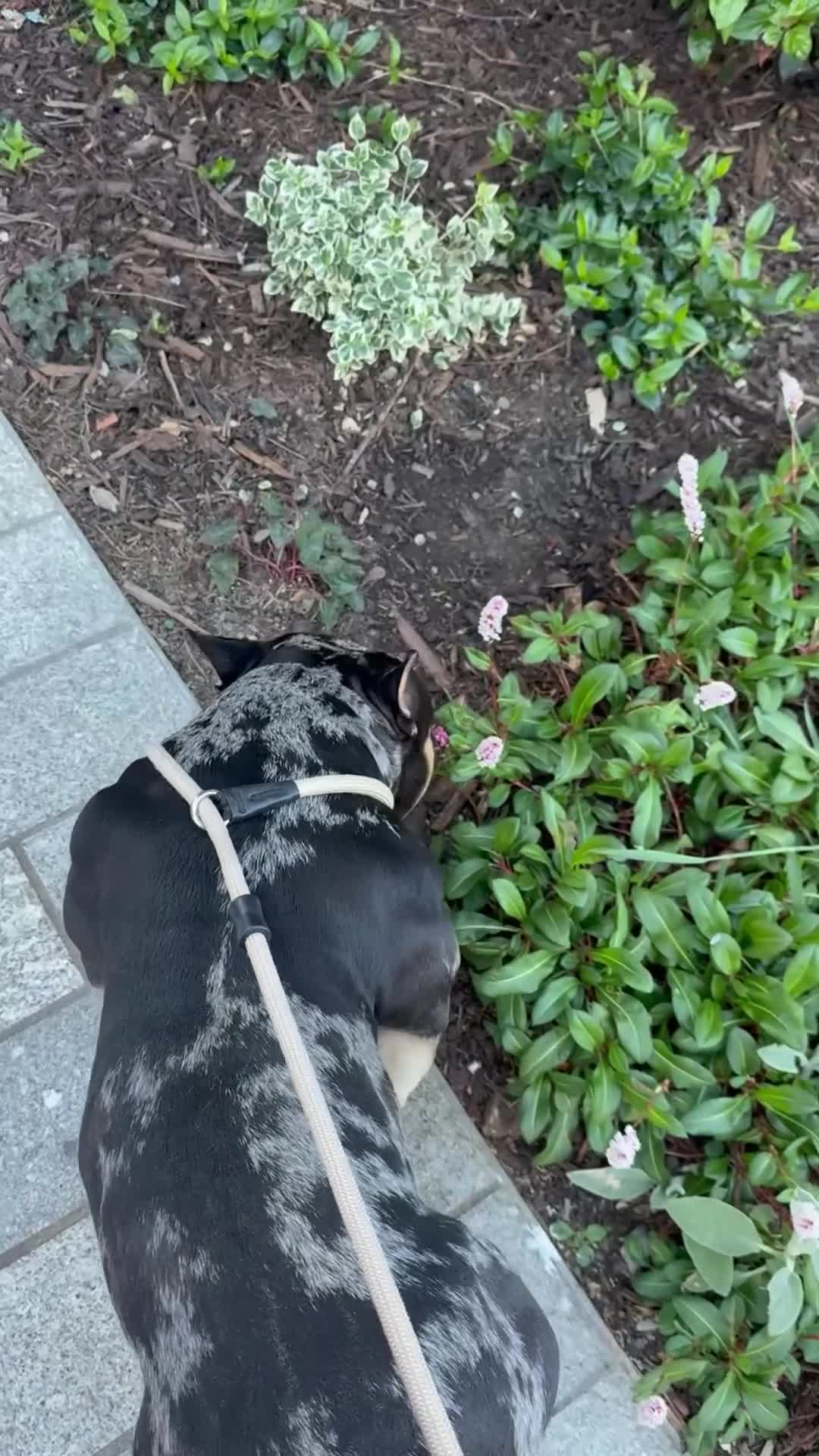 American Bully dogs for stud: Working stud in London - Video 2